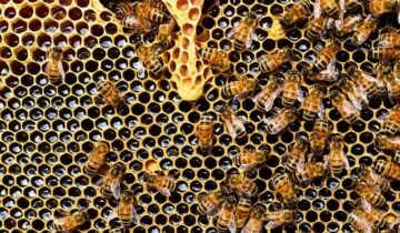 Discover the Finest Beeswax Available in the USA at Lappe’s Bee Supply